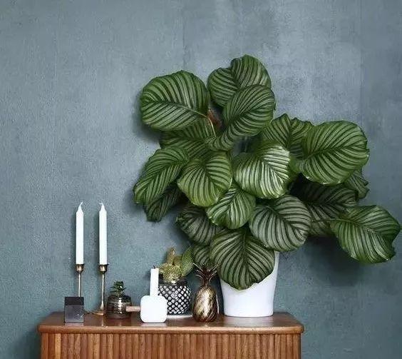 田園風裝修設計：五款網(wǎng)紅綠植任你挑！