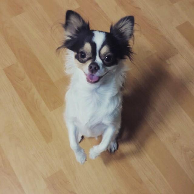 打造與寵物“毛孩子”的共同居所，讓家居設計更顯溫暖的陪伴